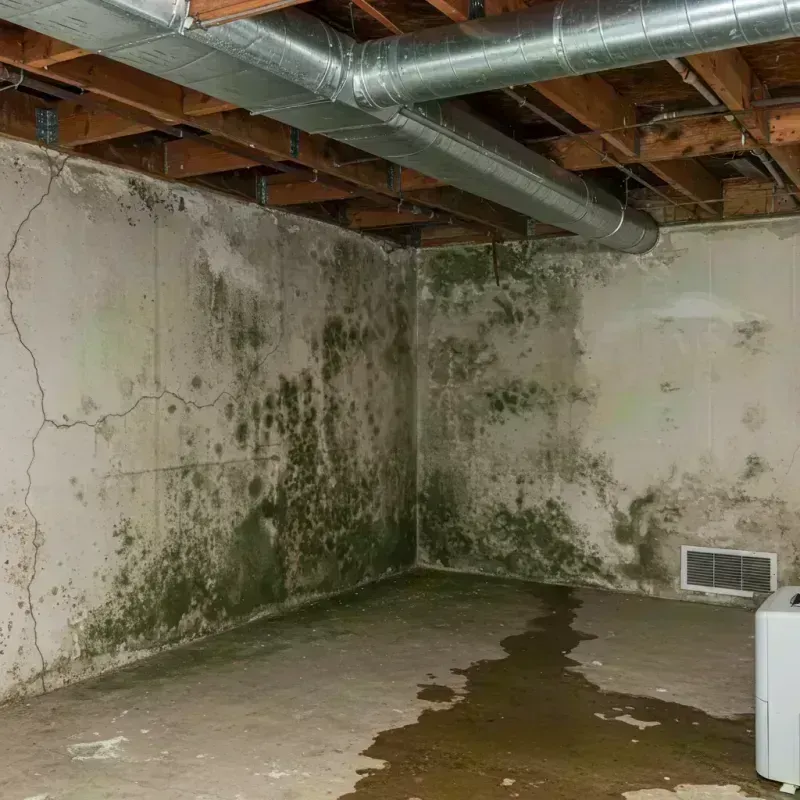 Professional Mold Removal in Minoa, NY